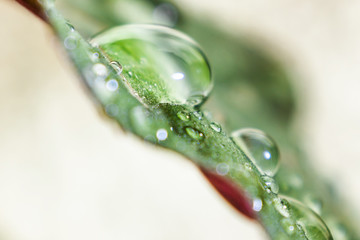 Bright green leaf closeup in drops of water. The image is suitable as a background on the theme of ecology, environment, garden, spring, summer.