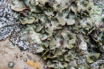 Stippleback Lichen Growing on Rock in Winter
