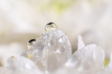 White flower petals closeup in drops of water. A bright sunny image is suitable as a background on the themes of flowers, flora.