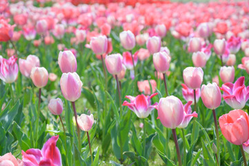 Obraz premium Tulipan