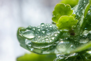 Bright green leaf closeup in drops of water. The image is suitable as a background on the theme of ecology, environment, garden, spring, summer.