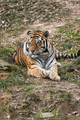 Siberian Tiger Panthera tigris altaica