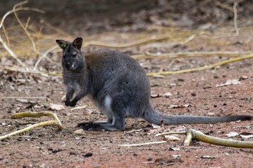Red-necked Wallaby Macropus rufogriseus © Tylinek