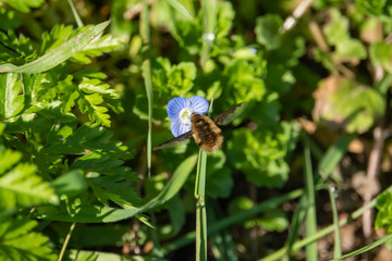 Greater Bee Fly on Speedwell Flower in Springtime