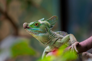 green iguana on a branch