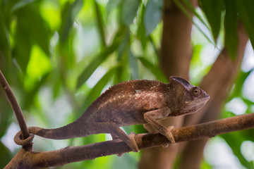 lizard on tree