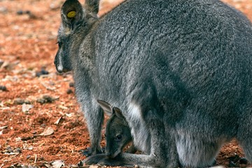 Red-necked Wallaby Macropus rufogriseus © Tylinek