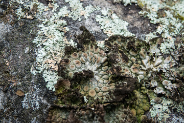 Rock Tripe Lichen Growing on Rock in Winter