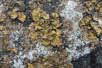 Rock Tripe Lichen Growing on Rock in Winter