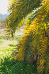 Large date palm leaves are yellow-green in backlight against the background of the park. Texture. Wallpaper. Postcard. Fragment.