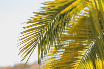 Large date palm leaves are yellow-green in backlight against the sky. Texture. Wallpaper. Postcard. Fragment.