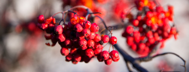 rowan berries © salman2