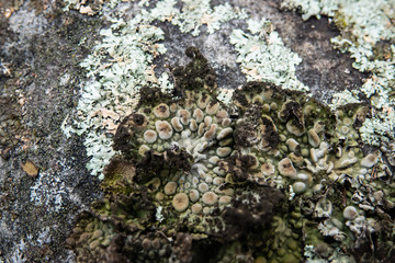 Rock Tripe Lichen Growing on Rock in Winter