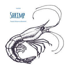 Set of shrimps. Hand drawn illustrations.Seafood concept on white background. Hand drawn boil prawn or shrimp. Background template for design. Can be use for menu, packaging.