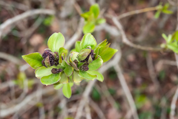 Lilac Flower Buds Sprouting in Winter