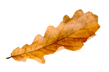 Naklejka na ściany i meble autumn leaf oak