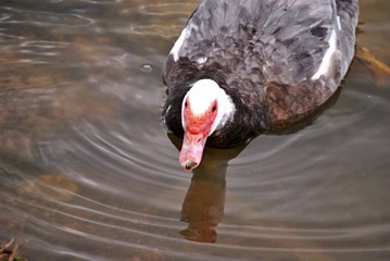 Canard de barbarie