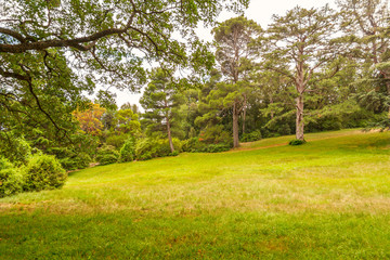 Large meadow, meadow on the mountainside in the forest, in the Park