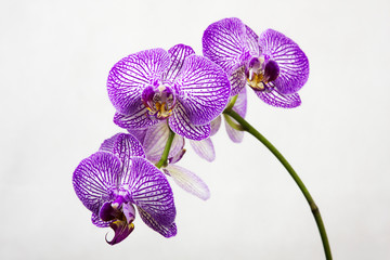 Beautiful lilac orchid flower phalaenopsis on bright background