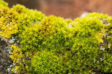 Star Moss on Branch in Winter