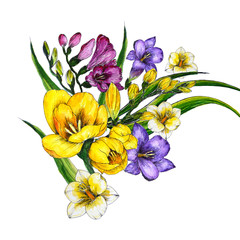 freesia watercolor illustration flower color frame