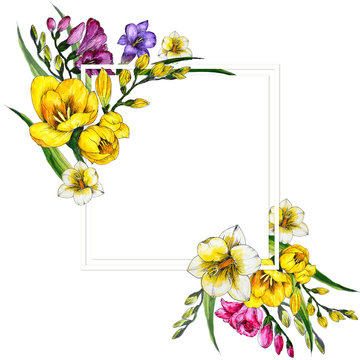 freesia watercolor illustration flower color frame