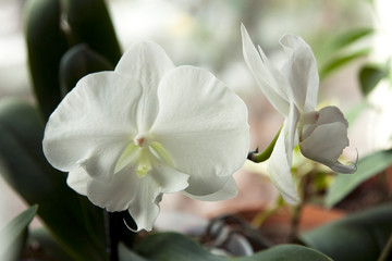 Obraz na płótnie Canvas Beautiful large white orchid flower phalaenopsis