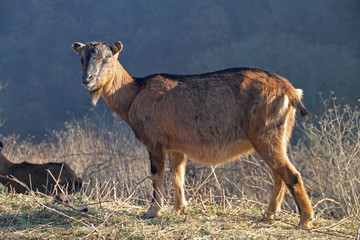 Hausziege