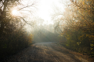 Road in autumn forest in the rays of morning sun