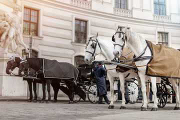two pairs of white and black beautiful horses with carriage in Vienna historical city center near...