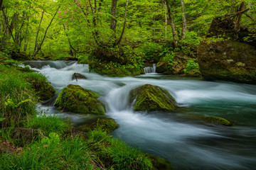 Fototapeta na wymiar The fresh green of Aomori Prefecture Oirase mountain stream