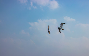flying in the sky