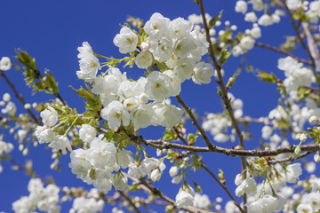 Obraz premium Spring is here