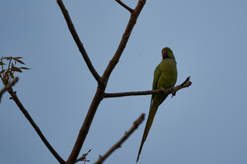 Rose Ringed Parakeet
