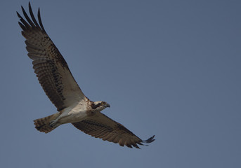 Osprey