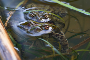 Bufo Bufo