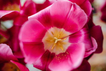 Fototapeta na wymiar Close-up of pink tulips