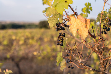 Climate change ruins the grape harvest due to drought