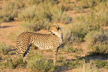 Elegant female cheetah looks back where her adolescents are, on the way in the warm evening light, Kgalagadi Transfrontier National Park, South Africa, Africa.