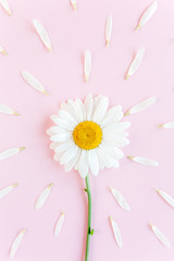 Fototapeta na wymiar Chamomile flower beautiful and delicate on pink background