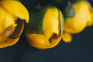 bouquet of yellow waterlily flower with green leaf. freshly ripped up. close up on black background of fabric. yellow lotus. vanishing plant, red data book. flower composition. Flat lay, top view.