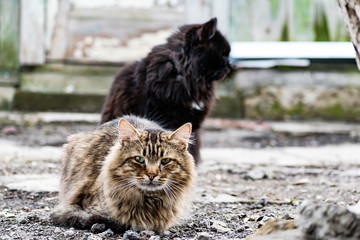 Cats and cats of different colors. Pets, stray animals on the streets of the city in Russia in the Rostov region. Beaten and unkempt muzzles, battered in the conditions of joint survival in nature