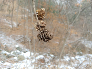 A pine cone found in the mountains