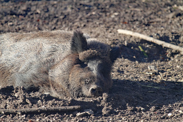 Wildschwein