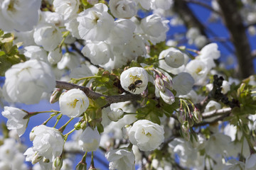 Obraz premium Spring and bee