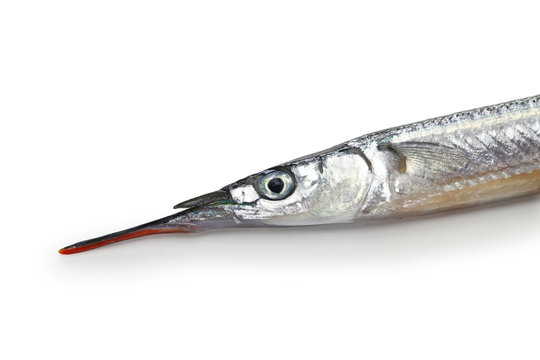 Japanese halfbeak, sayori, Hyporhamphus sajori