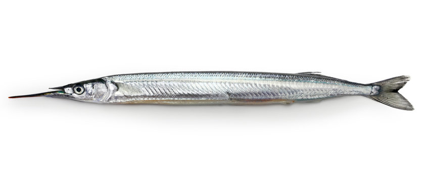 Japanese halfbeak, sayori, Hyporhamphus sajori