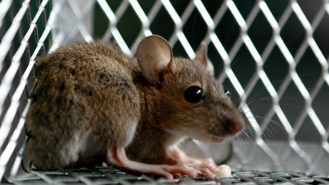 rat traped in mousetrap