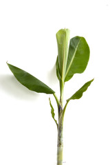 Banana tree isolated on white background