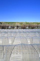 温室のある春の畑風景